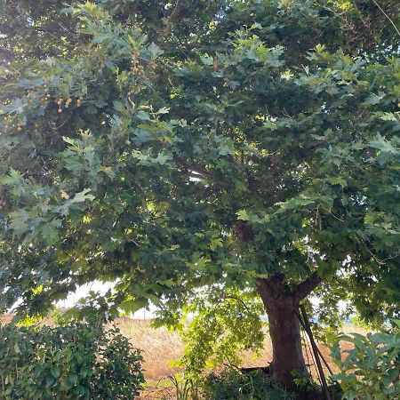 Platanos Daire Samothráki Dış mekan fotoğraf